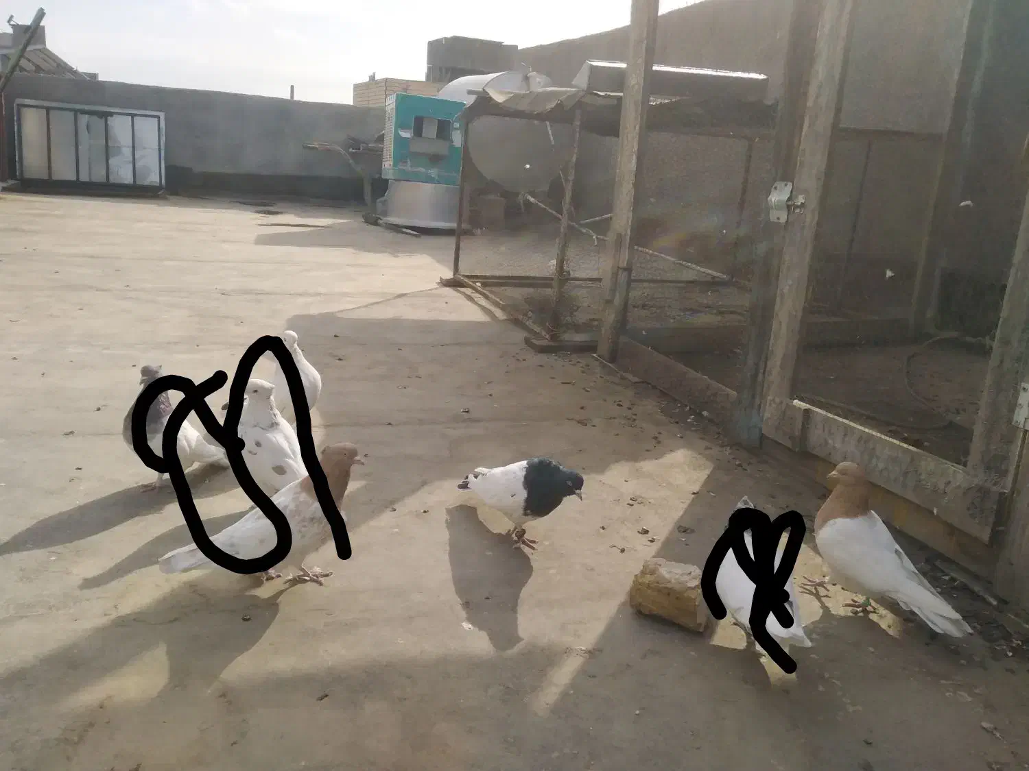 کبوتر|پرنده|مشهد, باغون آباد|دیوار