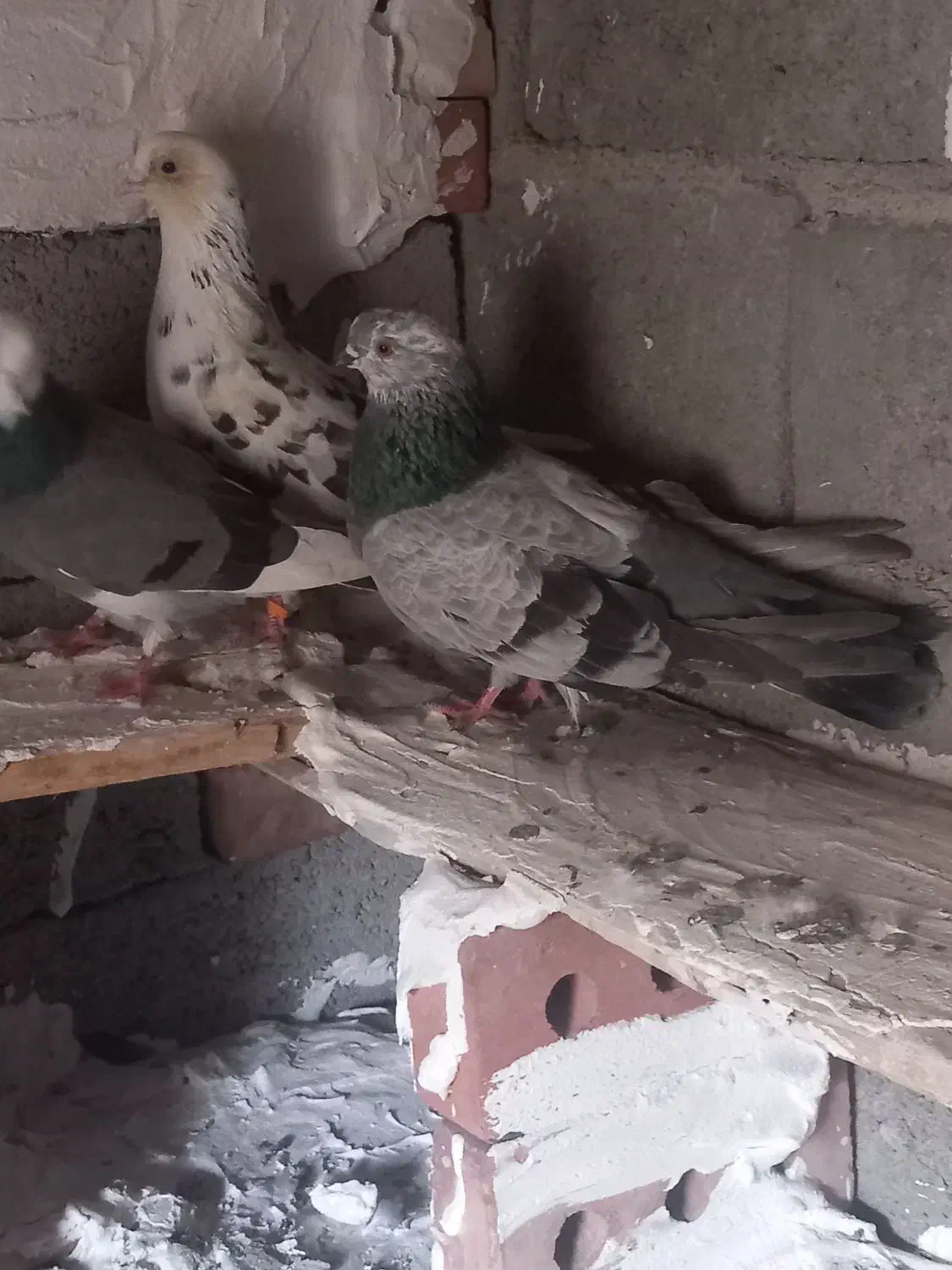 کبوتر اویناخ|پرنده|ملکان, |دیوار