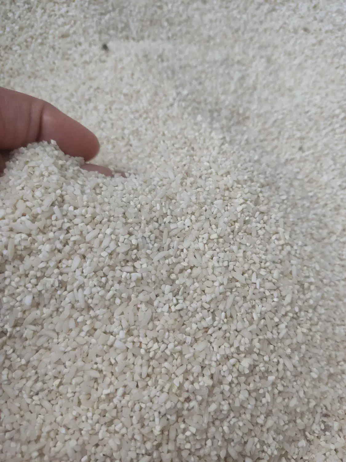 خرده برنج|خوردنی و آشامیدنی|شوشتر, |دیوار