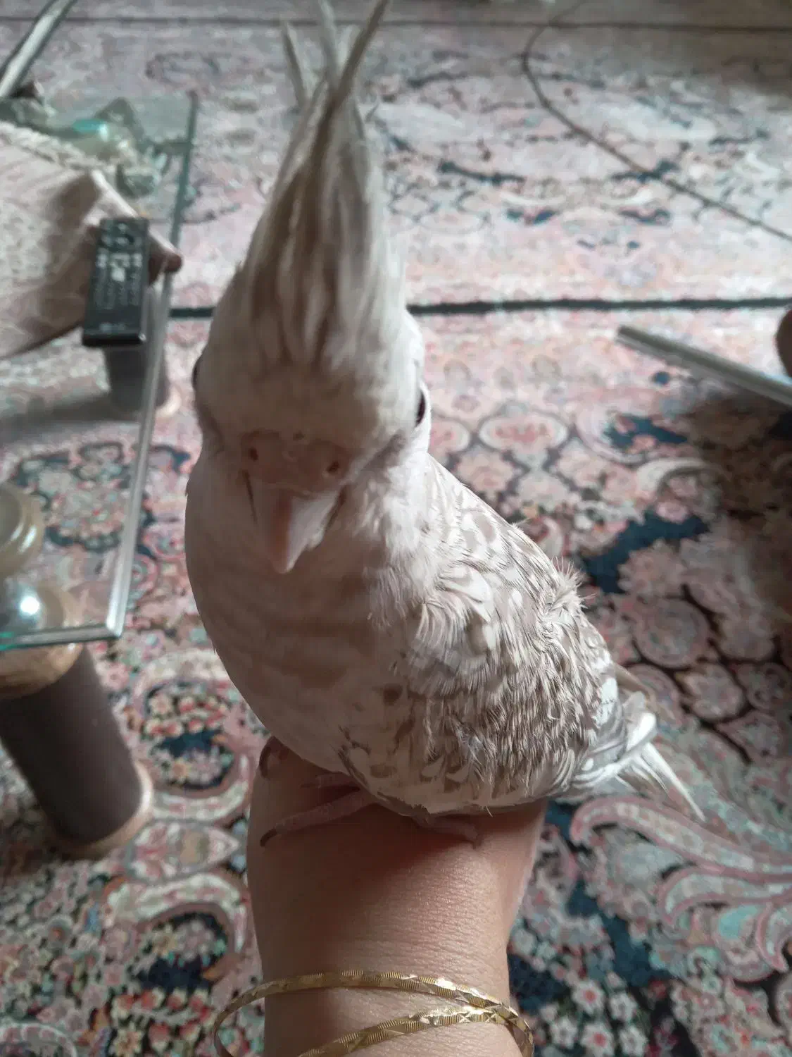 عروس هلندی سالم وسرحال|پرنده|سنندج, |دیوار