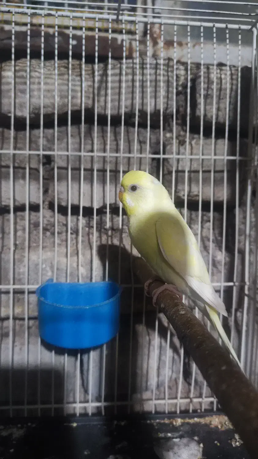 مرغ عشق|پرنده|فردوس (خراسان), |دیوار