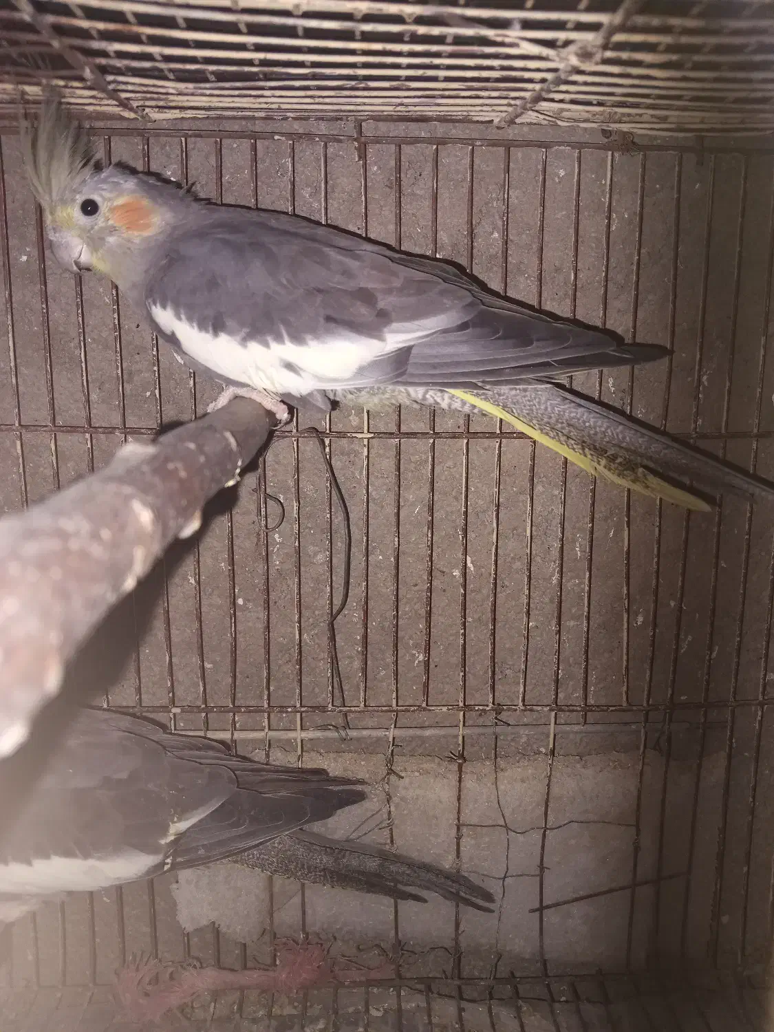 عروس هلندی ماده بالغ ۴تا|پرنده|گرگان, |دیوار