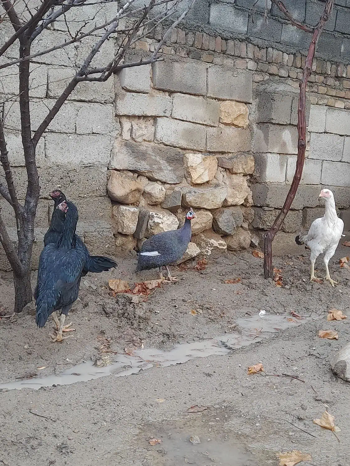 مرغ|حیوانات مزرعه|مهاباد (آذربایجان غربی), |دیوار