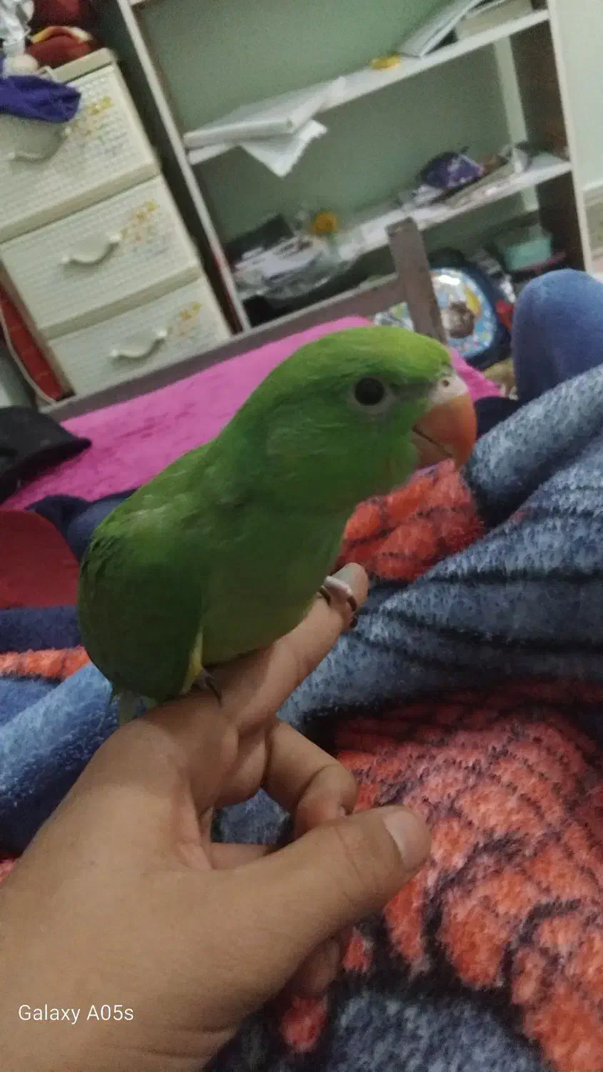 طوطی ملنگو|پرنده|خرمشهر, |دیوار