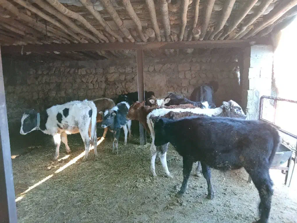 ۱۰راس گوساله دو رگه|حیوانات مزرعه|چرداول, |دیوار