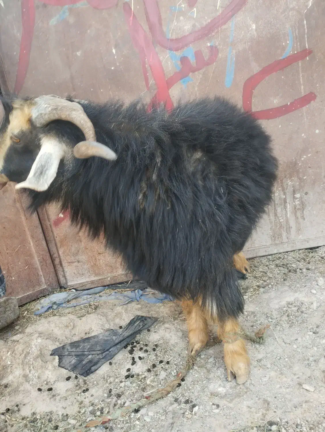 تکه|حیوانات مزرعه|درح, |دیوار