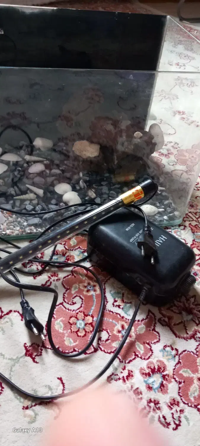 آکواریوم|ماهی|بندرعباس, |دیوار