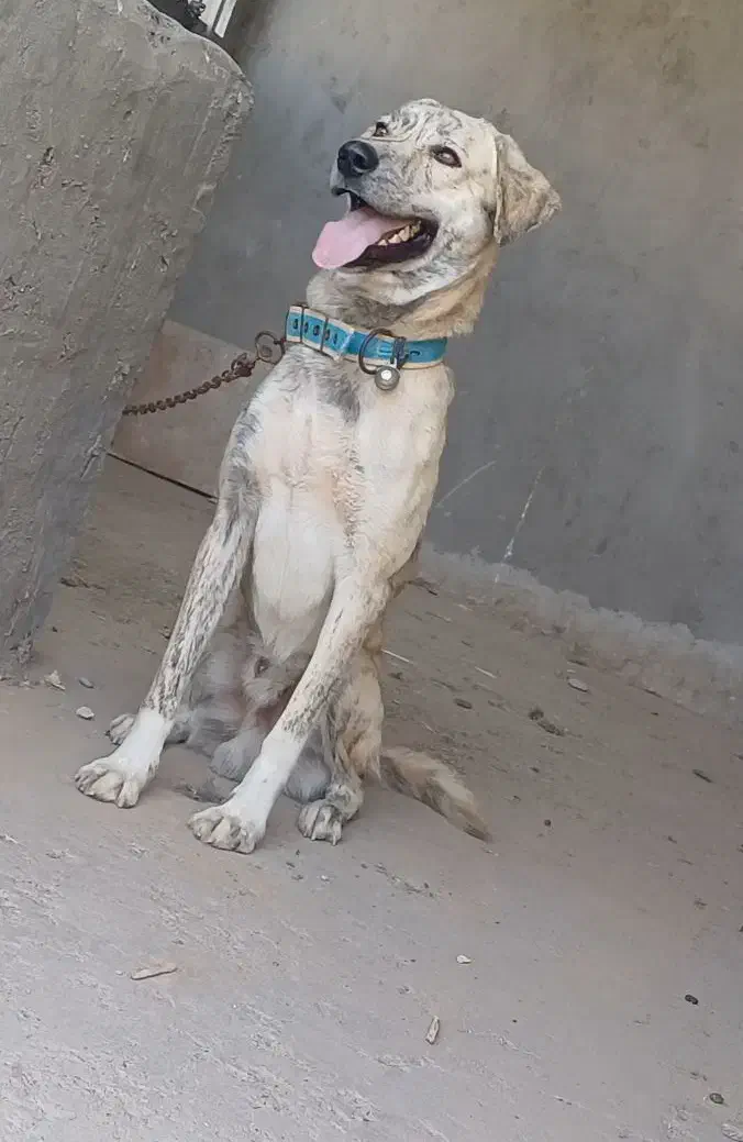 سگ شکاری|سگ|بندرعباس, |دیوار