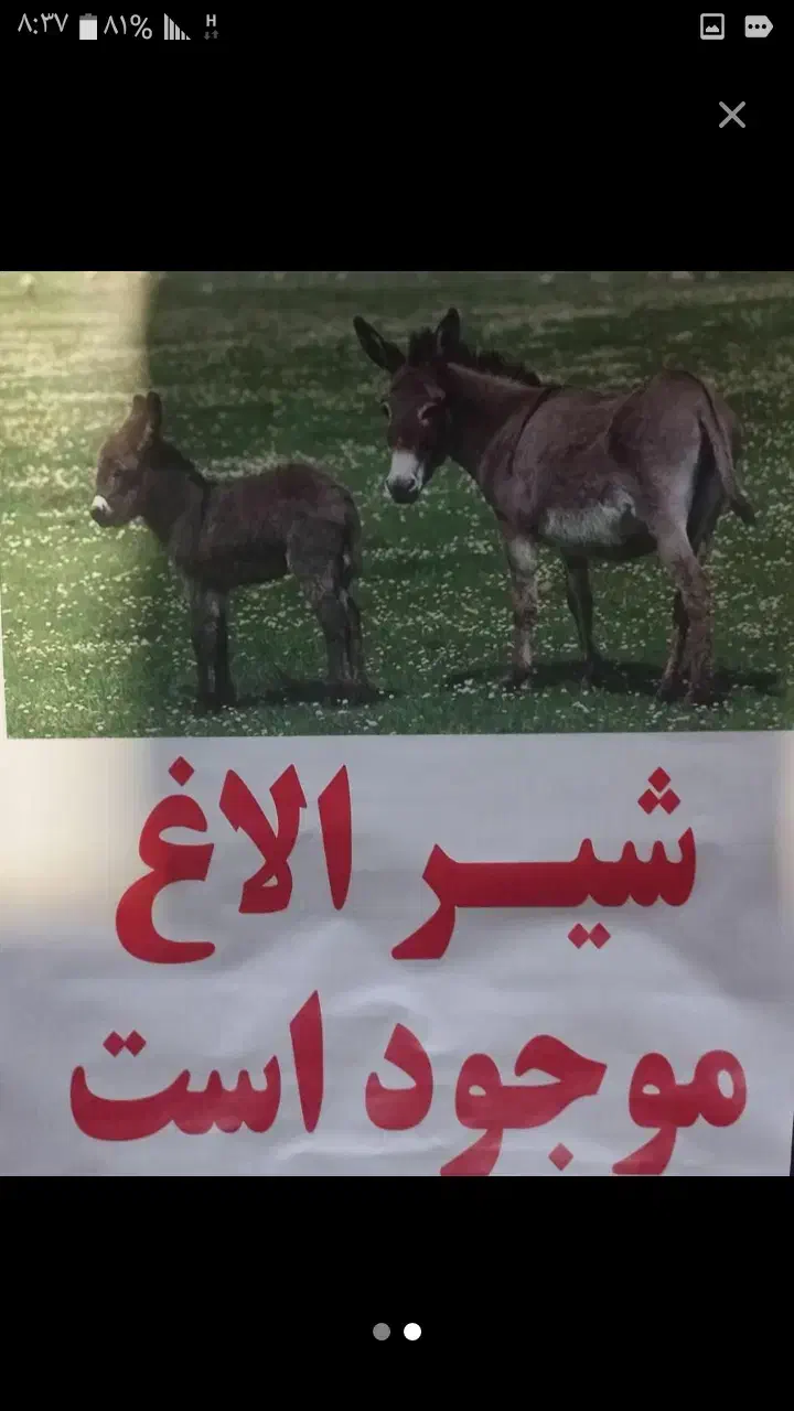 شیرالاغ کاملابهداشتی دوشش درحضورمشتری|خوردنی و آشامیدنی|قزوین, |دیوار