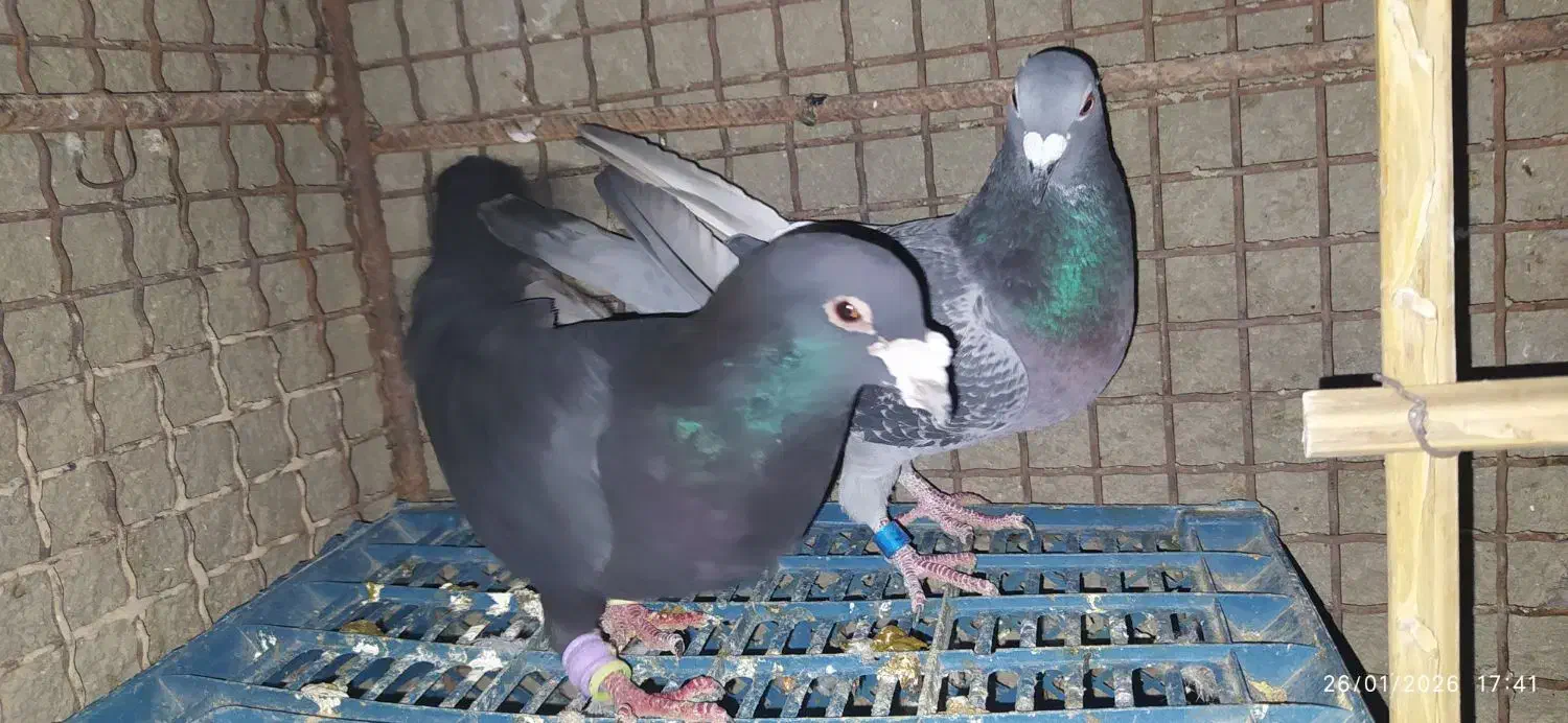 کبوتر فروشی|پرنده|سراوان, |دیوار