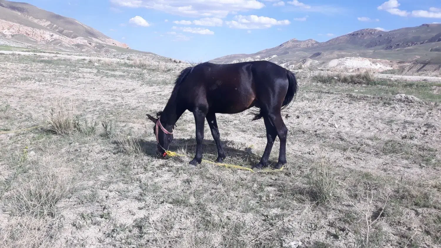 اسب|اسب و تجهیزات اسبسواری|انگوران, |دیوار