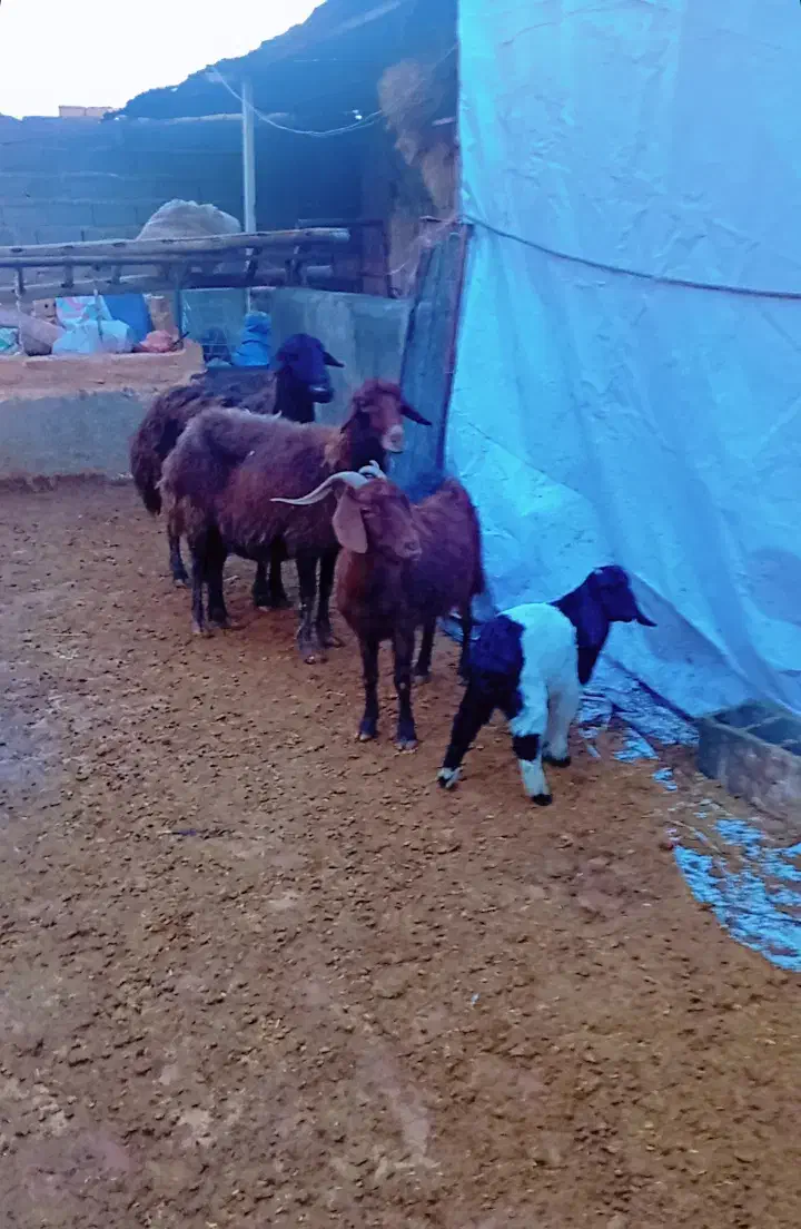 میش بز|حیوانات مزرعه|نیشابور, فیض آباد|دیوار