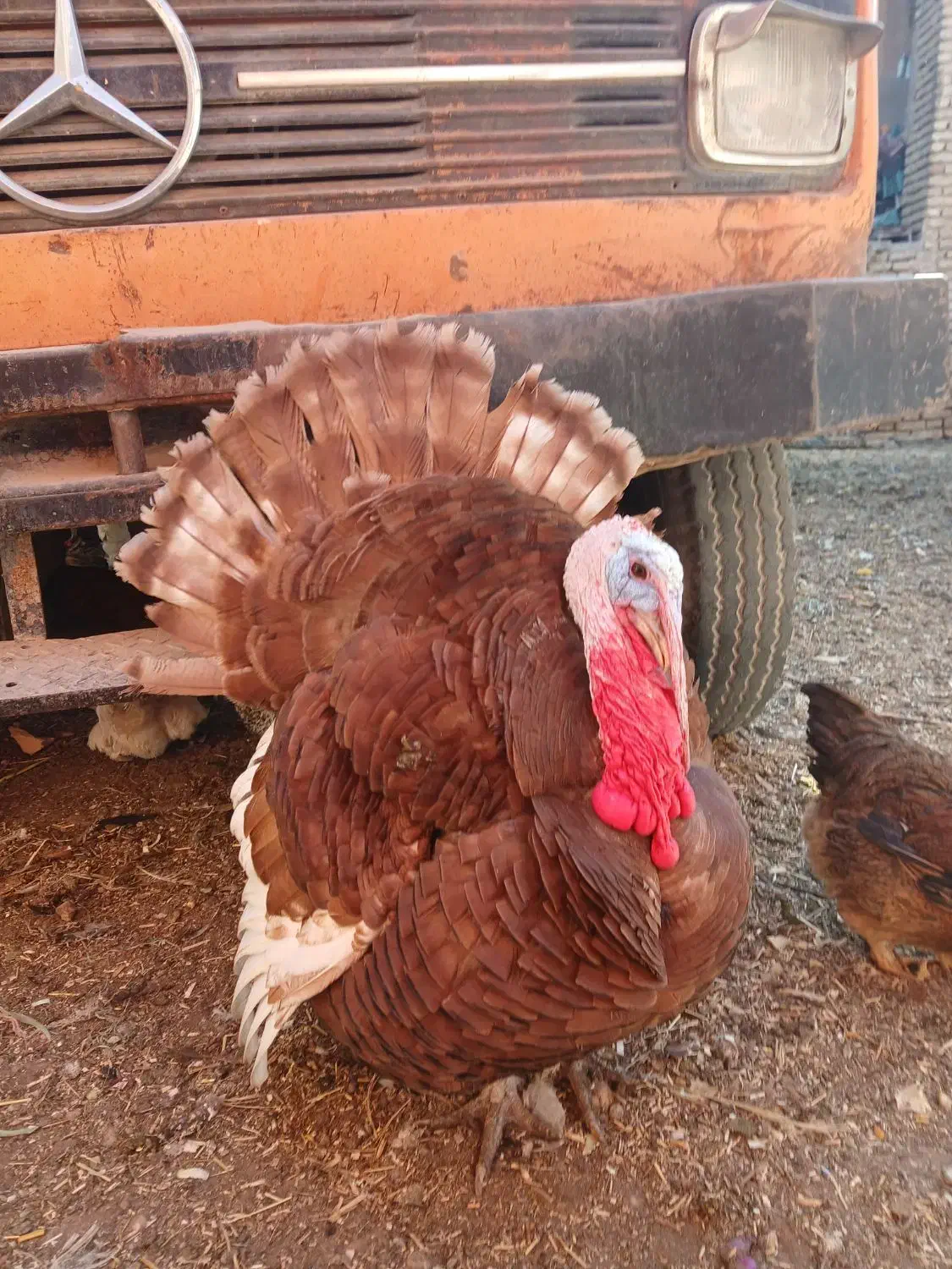 بوقلمون|حیوانات مزرعه|فرخ‌شهر, |دیوار