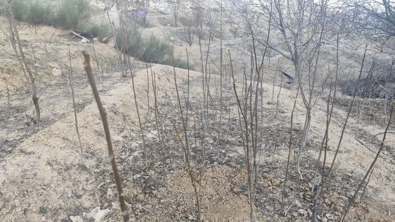 نهال گردو|عمدهفروشی|یاسوج, |دیوار