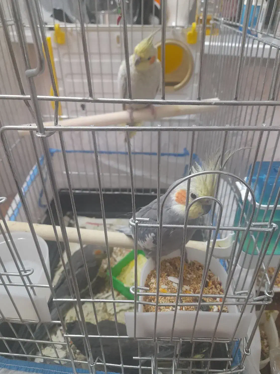 یه جفت عروس هلندی به همراه جوجه|پرنده|همدان, |دیوار