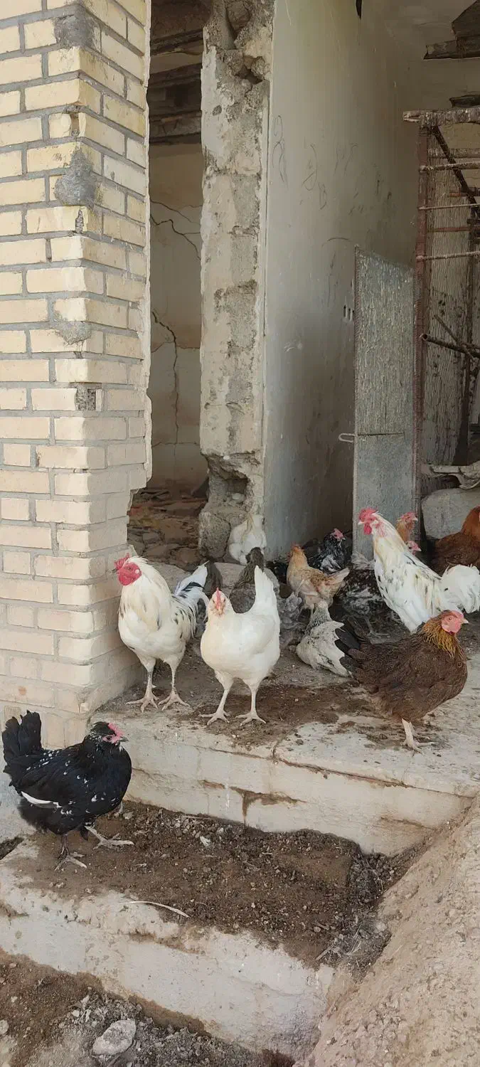 مرغ وخروس|حیوانات مزرعه|شوشتر, |دیوار