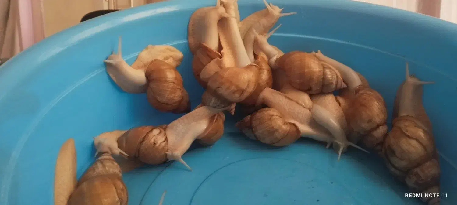 حلزون|خزنده|تهران, هرندی|دیوار