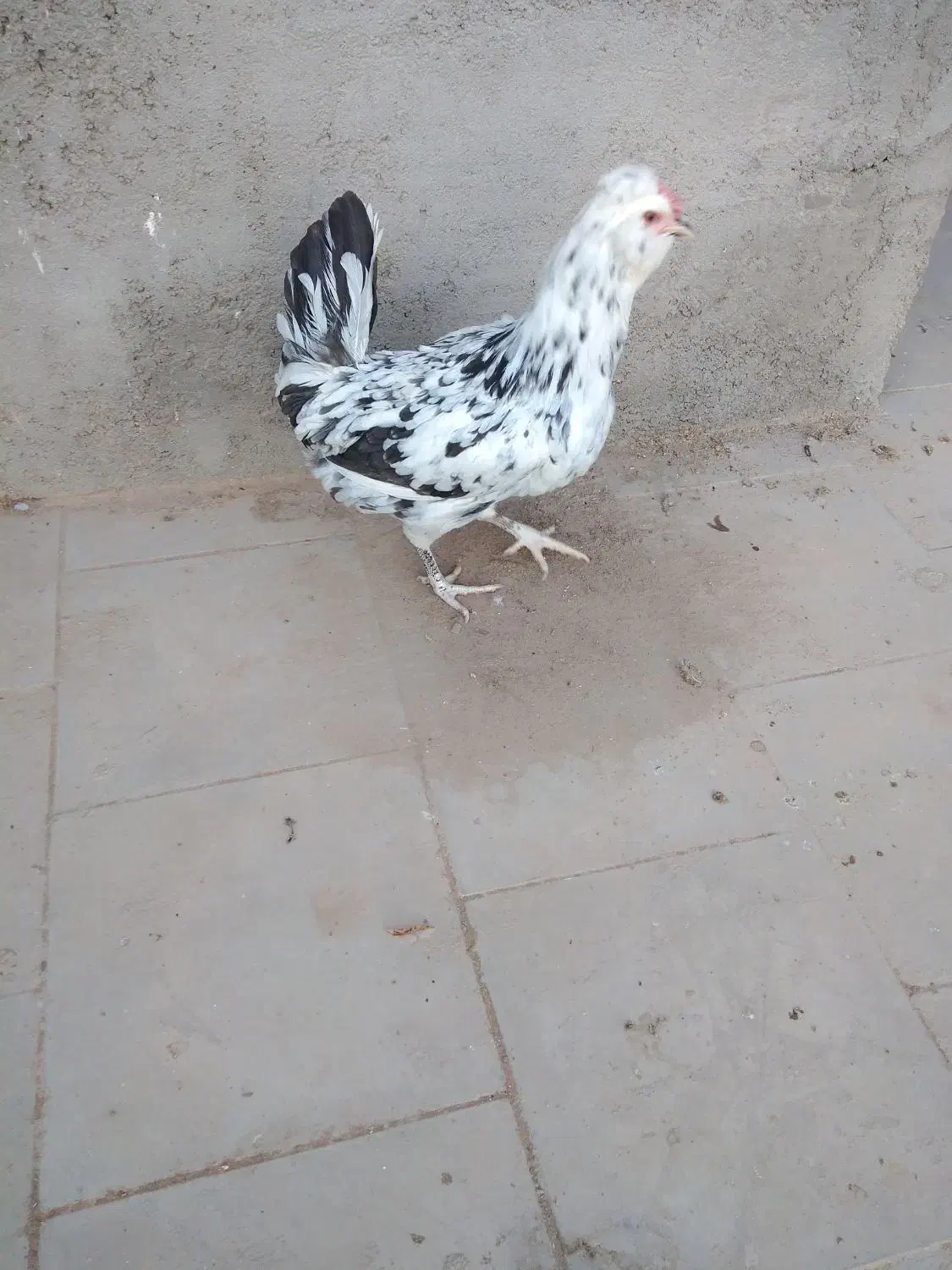 مرغ و خروس گلین لری|حیوانات مزرعه|میبد, |دیوار