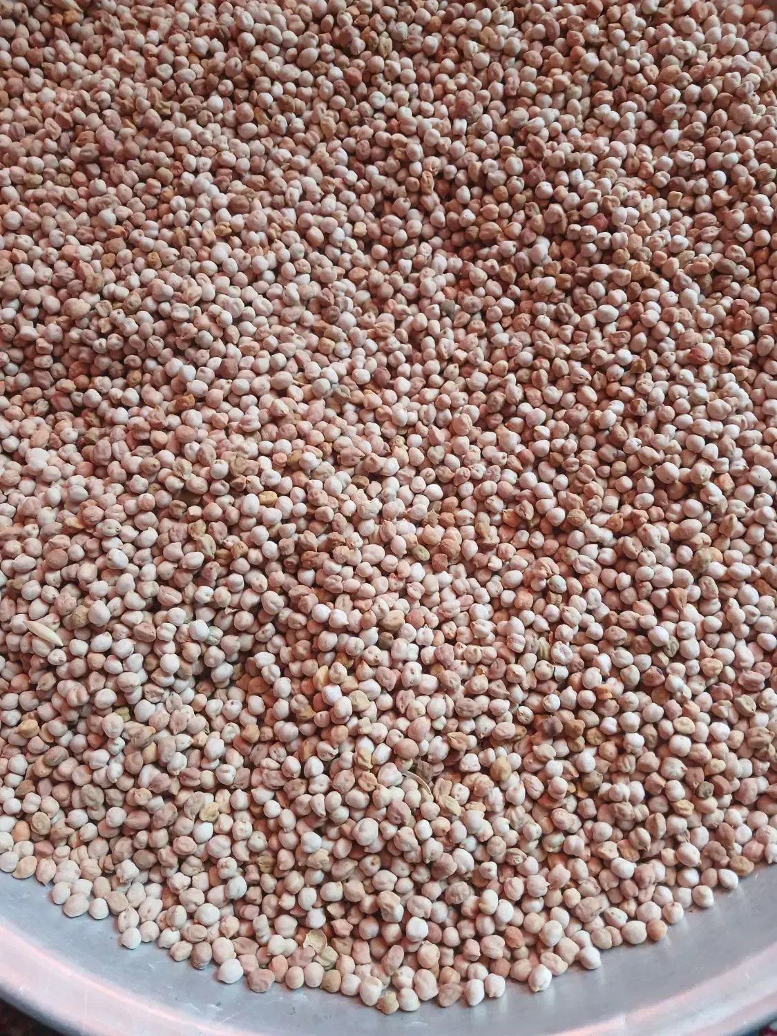 نخود/ حبوبات|خوردنی و آشامیدنی|فارسان, |دیوار