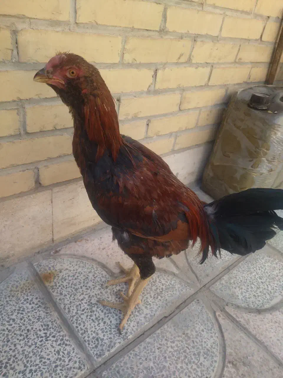 مرغ خروس لاری افغان|حیوانات مزرعه|مهریز, |دیوار