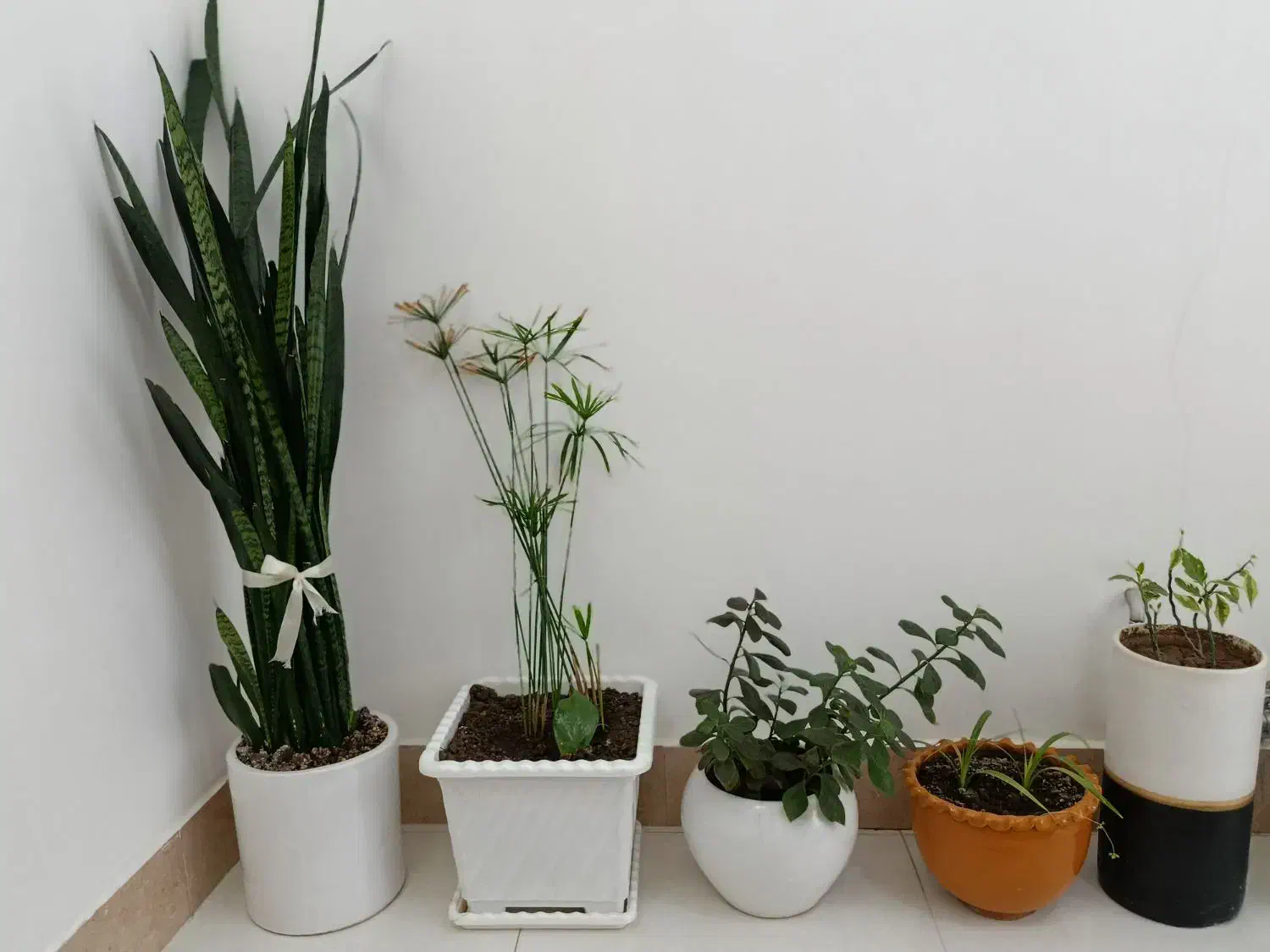 9گل قشنگ زیبایی|حراج|پیرانشهر, |دیوار