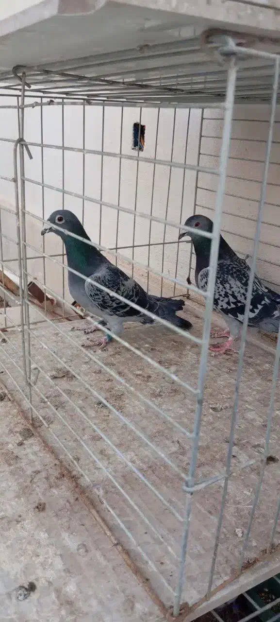 کبوتر فروشی|پرنده|یزد, |دیوار