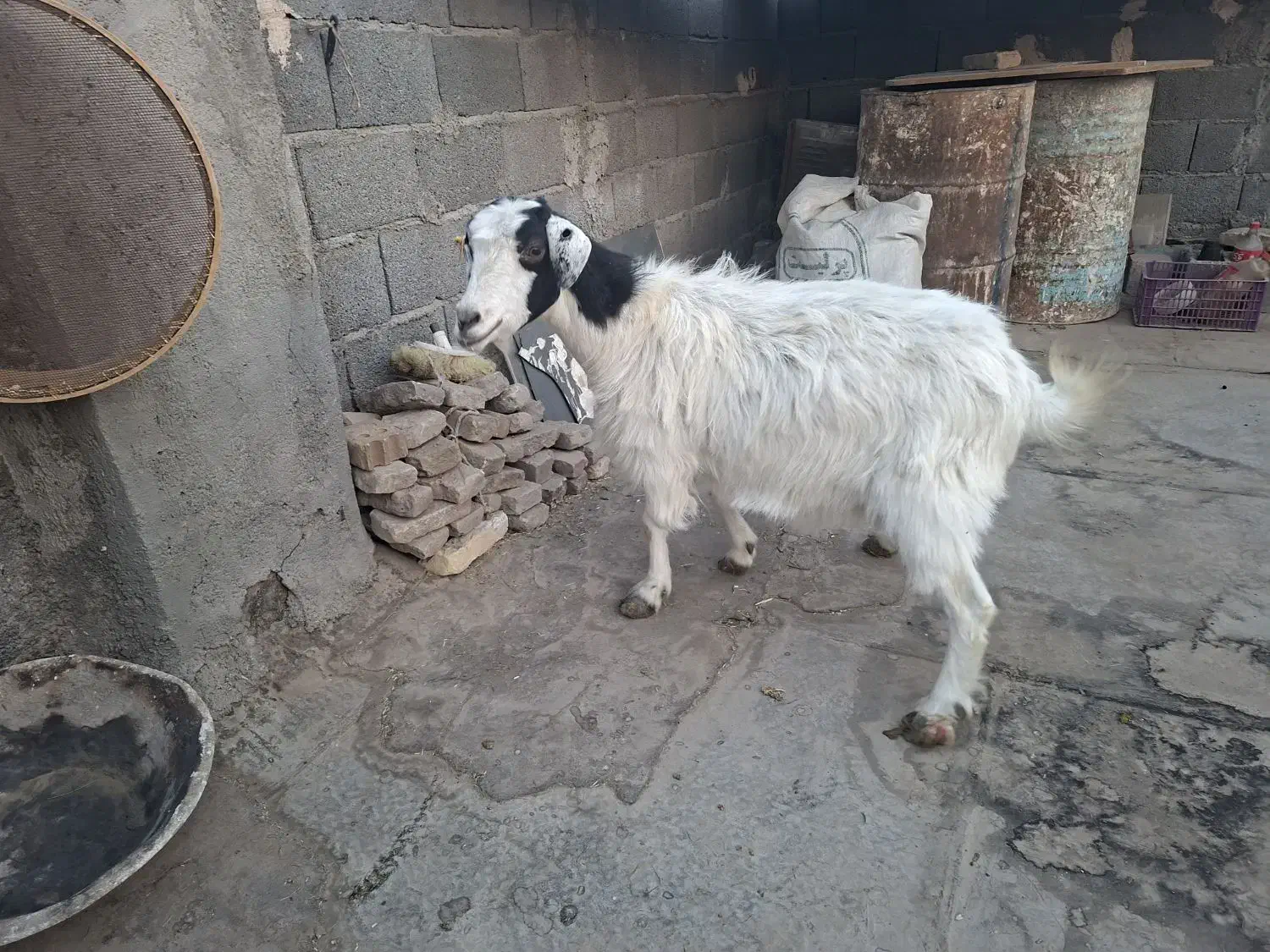 بز کل|حیوانات مزرعه|مشهد, سیس‌آباد|دیوار