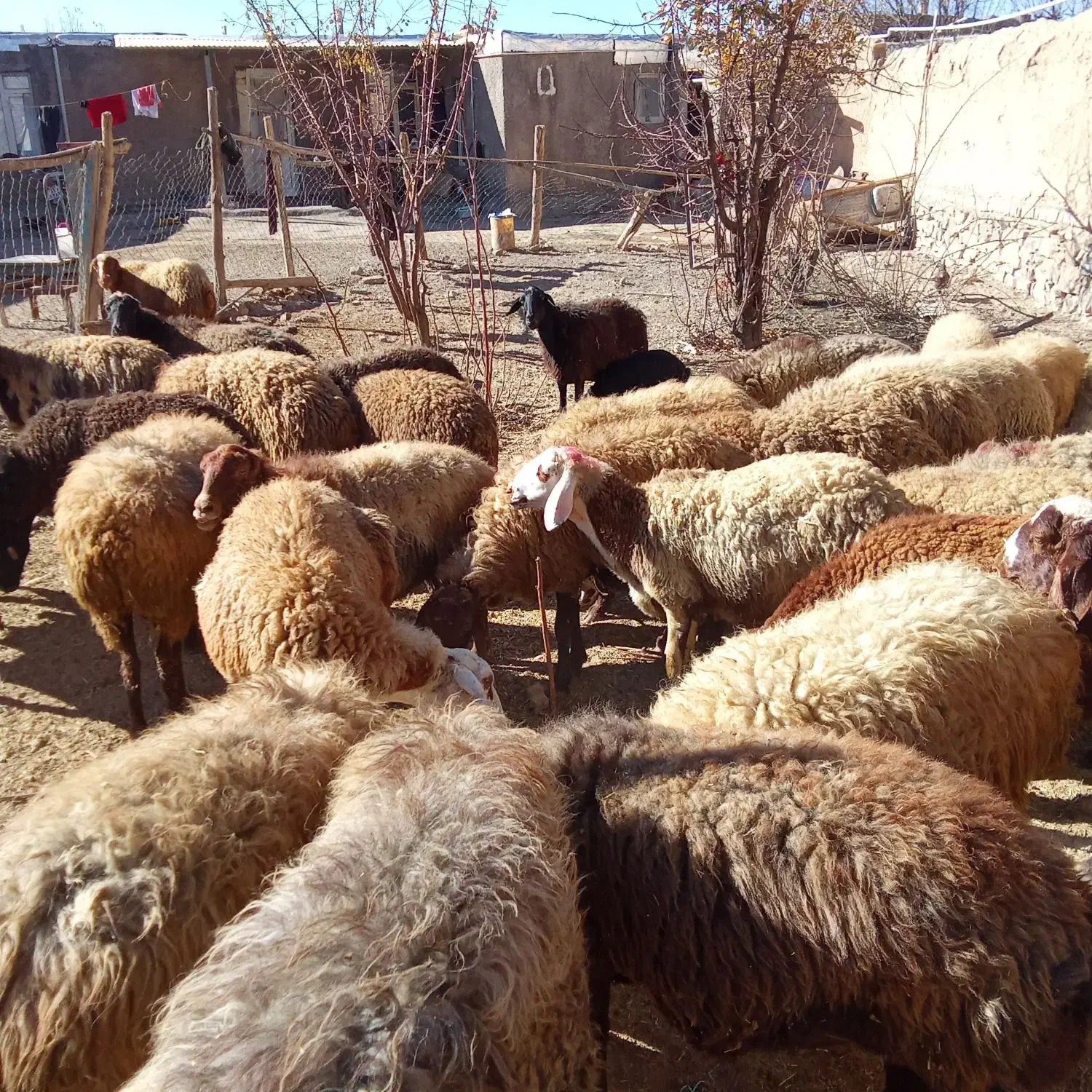 شیشک یامیش جوان ابستن|حیوانات مزرعه|باوله, |دیوار