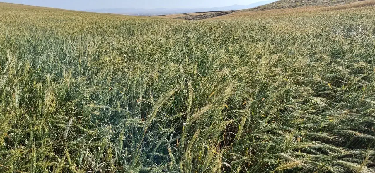 فروش ۱۰هکتار زمین کشاورزی دیم یکجا روستای چپقلو|فروش زمین و ملک کلنگی|دوتپه, |دیوار