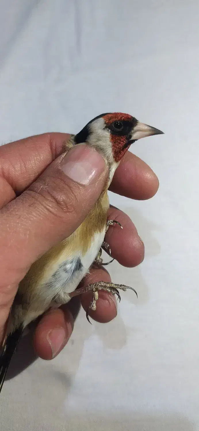 سهره حلب دار|پرنده|همدان, |دیوار