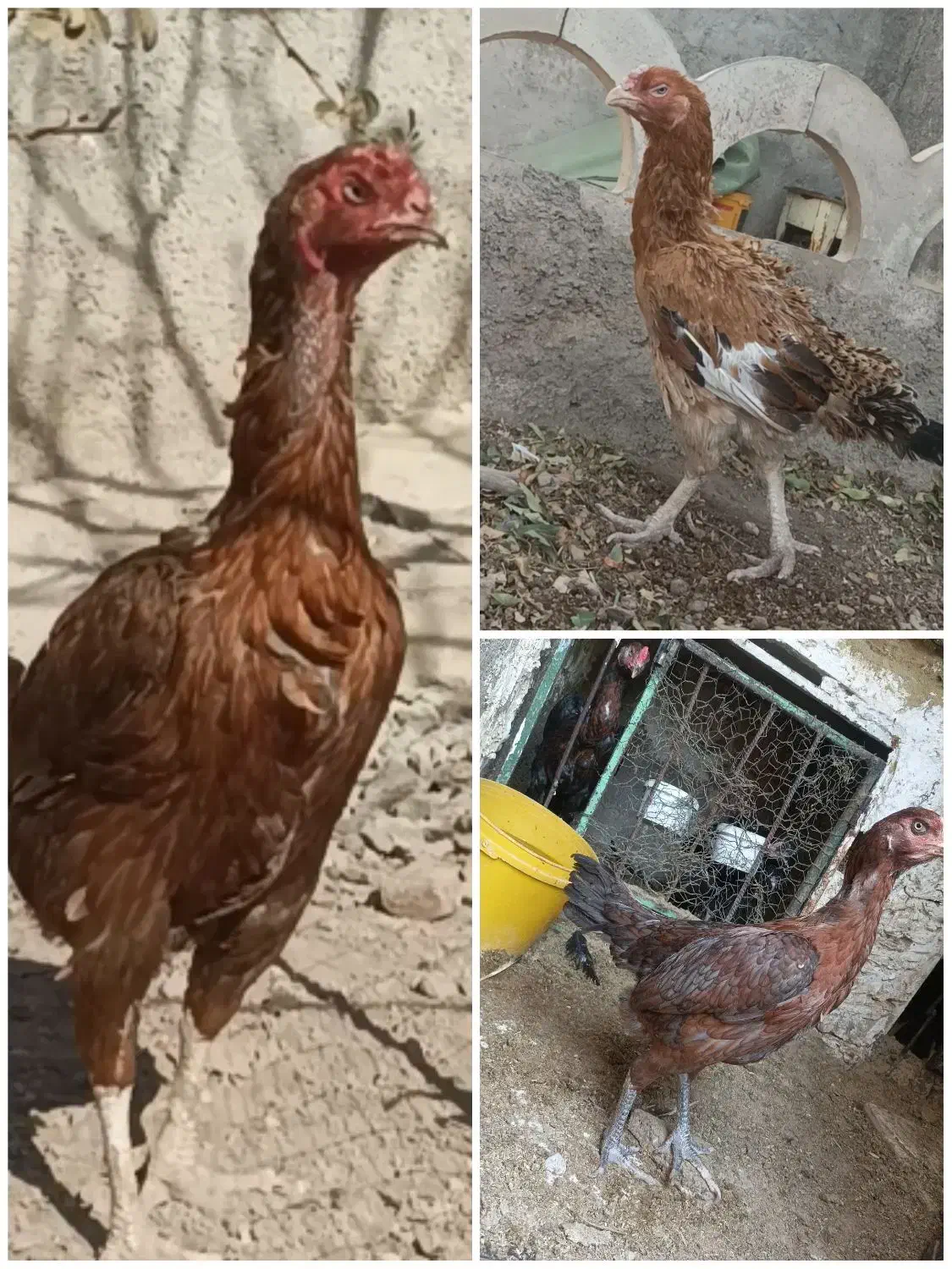 سه عدد مرغ لاری|حیوانات مزرعه|قزوین, |دیوار