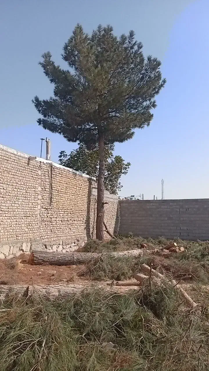 هرس وخرید انواع درخت و چوب|خدمات باغبانی و درختکاری|گلبهار, شهر جدید گلبهار|دیوار