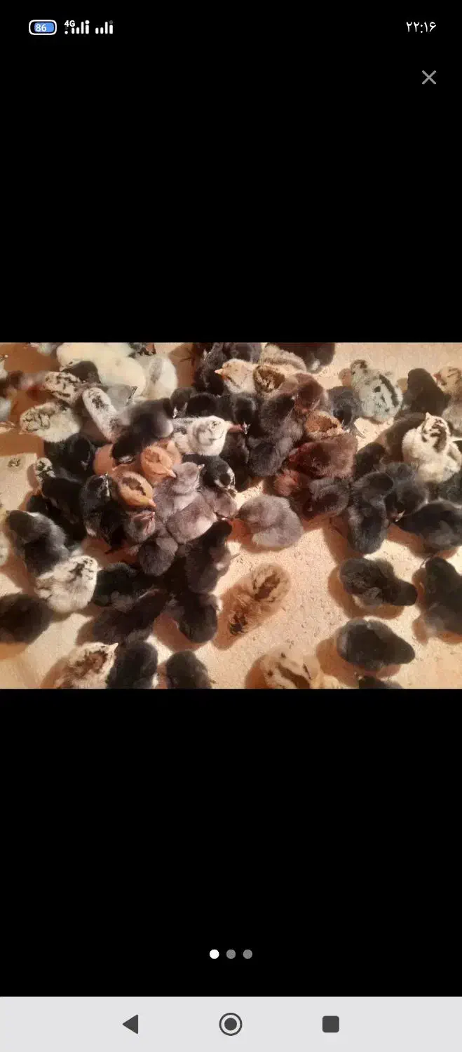 فروش ۱۳ عدد مرغ و‌خروس محلی|حیوانات مزرعه|دهدشت, |دیوار