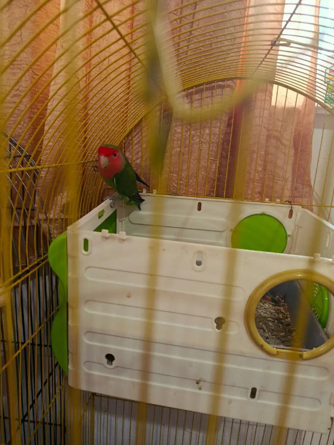 طوطی برزیلی عروس|پرنده|کلاردشت, |دیوار