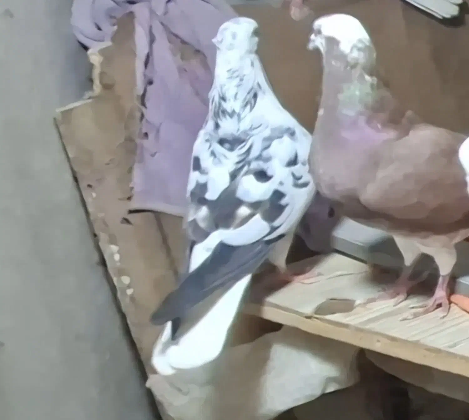 پرنده کفتر|پرنده|چرداول, |دیوار