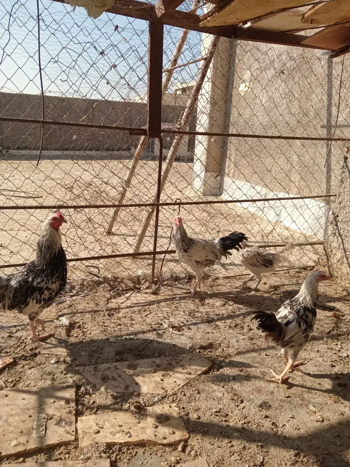 خروس نژاد لاری|حیوانات مزرعه|قم, پردیسان|دیوار