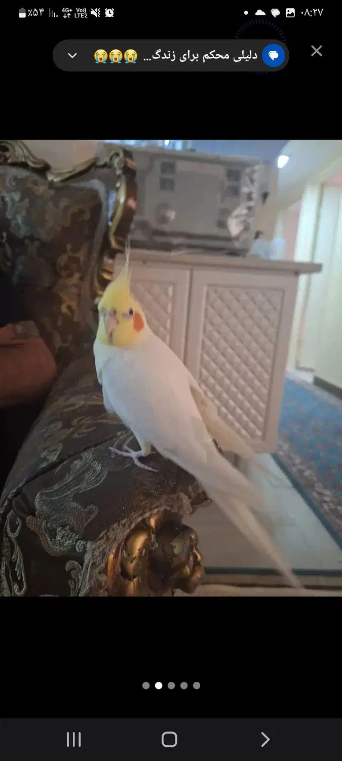 قبول واگذاری پرنده|پرنده|پاکدشت, پاکدشت (مامازند)|دیوار