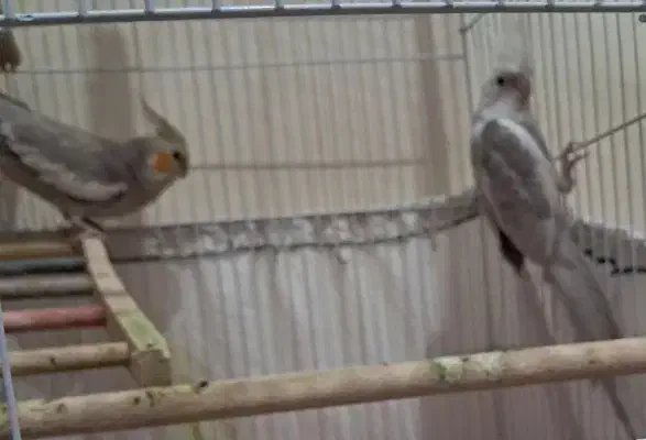 عروس هلندی مولد معاوضه|پرنده|خمینی‌شهر, |دیوار