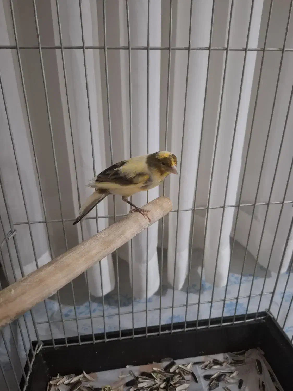 قناری چند ماهه کوچیک سرحال و زبرو زرنگ|پرنده|کرج, حصارک پایین|دیوار