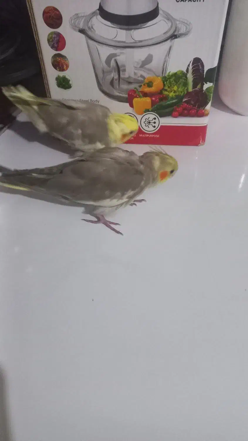 عروس هلندی|پرنده|بجنورد, |دیوار