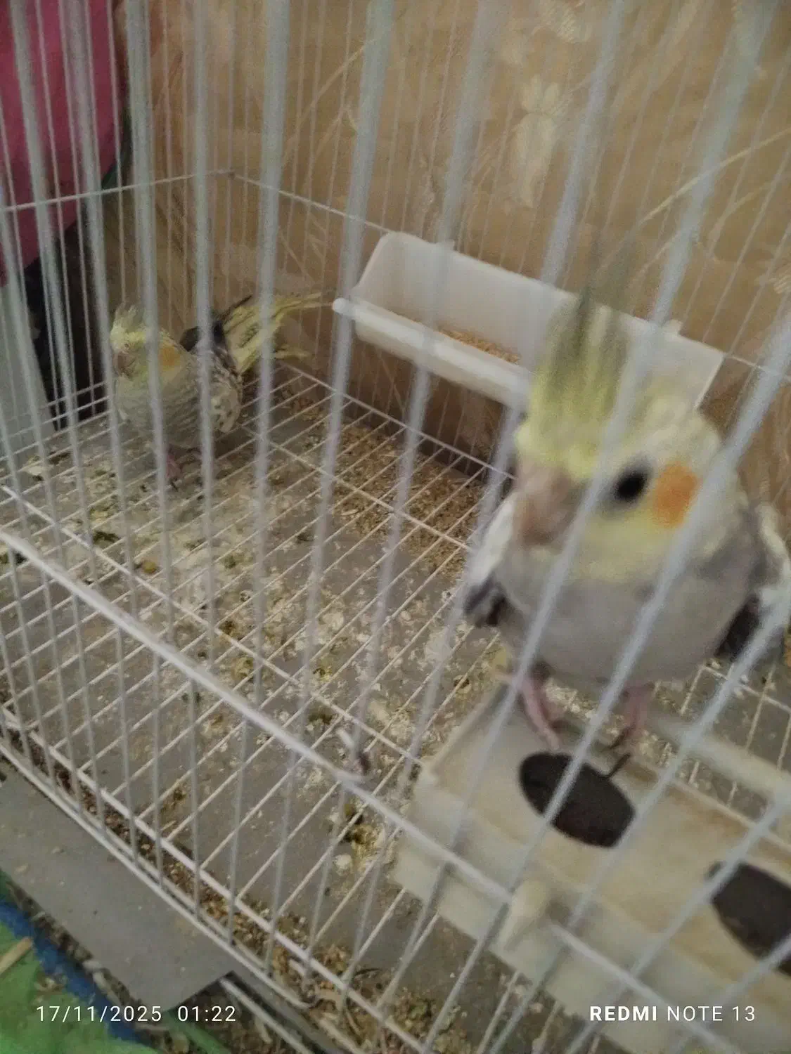 طوطی عروس|پرنده|بندر ماهشهر, |دیوار