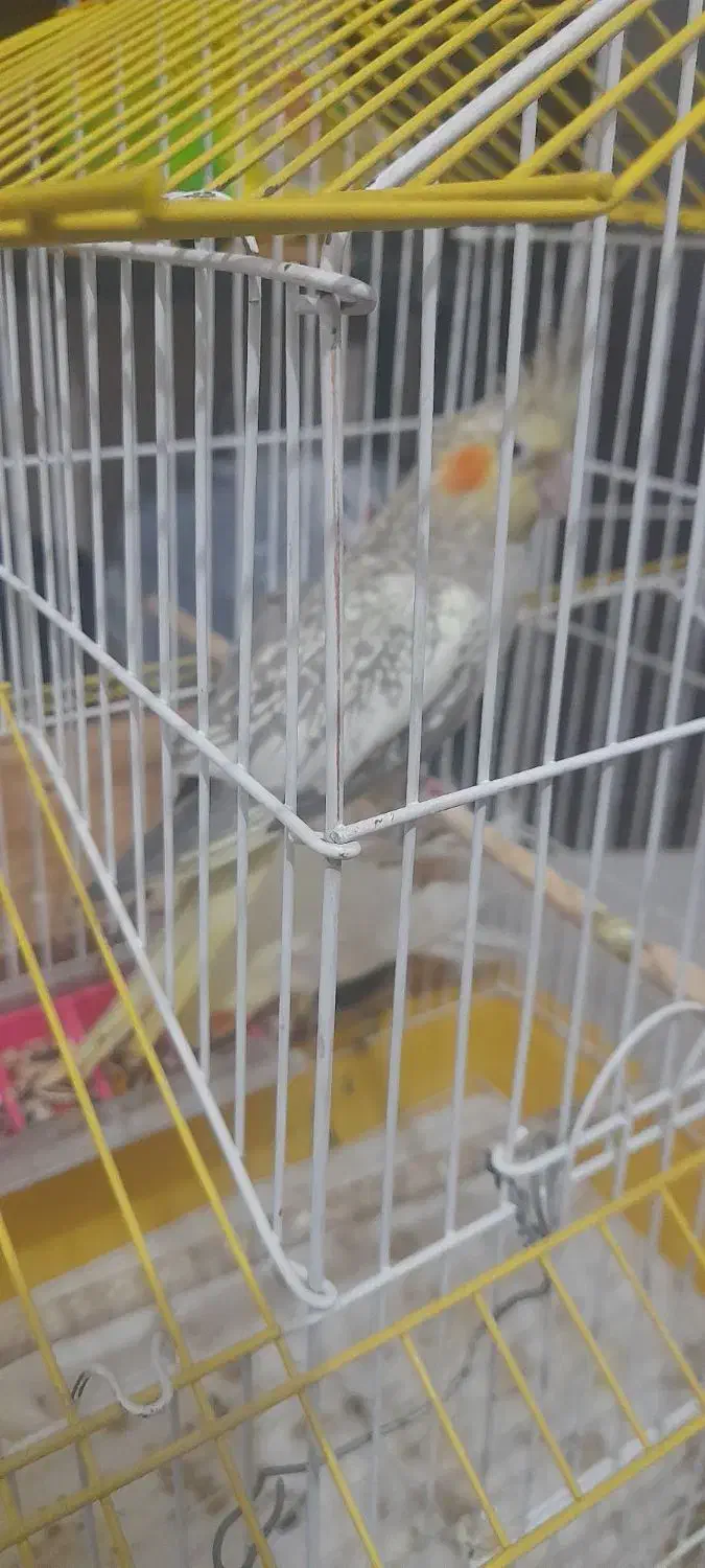 عروس هلندی|پرنده|سیرجان, |دیوار