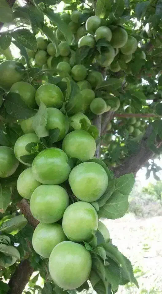 انواع نهال میوه و خشکبار|خدمات باغبانی و درختکاری|رضوانشهر, |دیوار