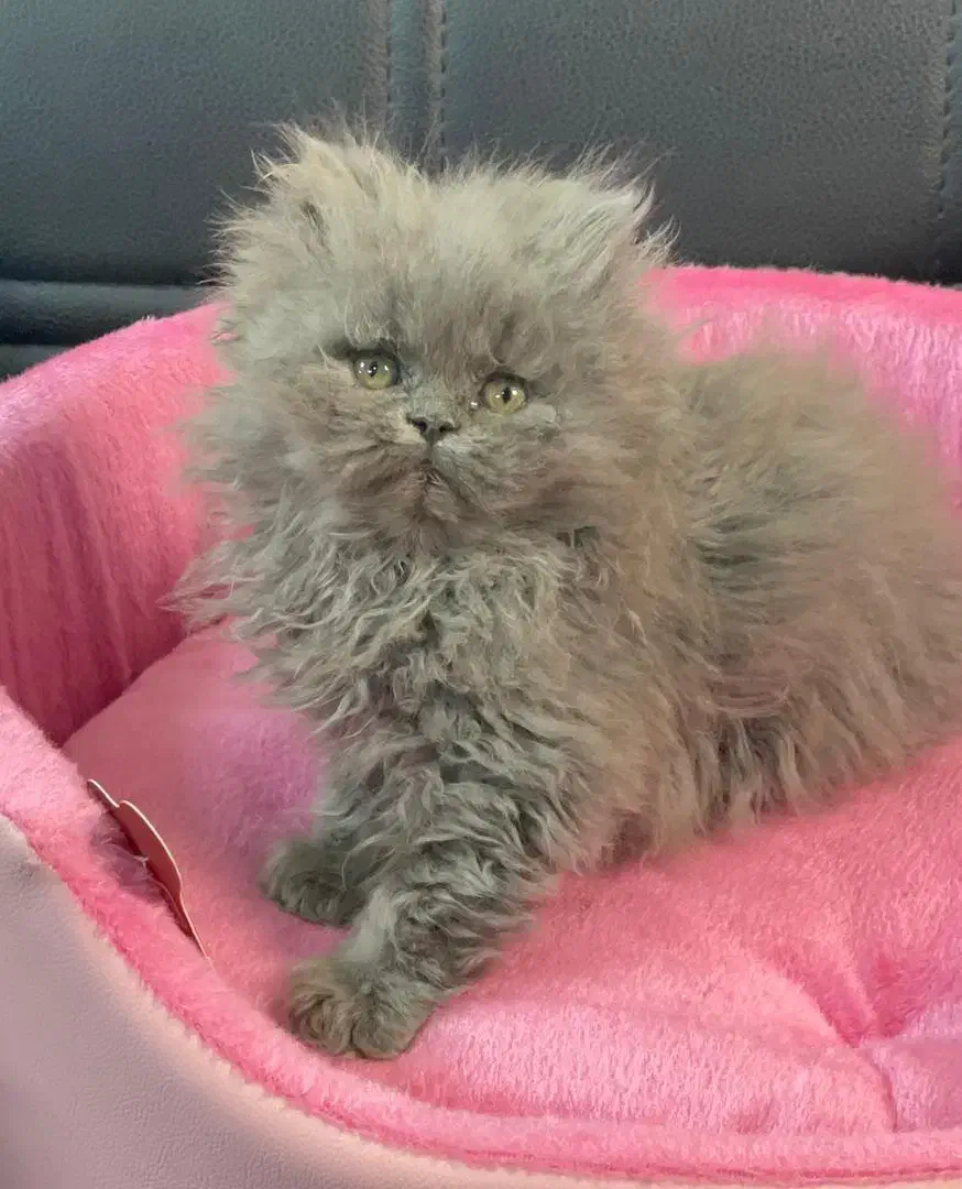 بچه. گربه. نژادار تخفیف دار مناسب کادوو|گربه|تهران, مرزداران|دیوار