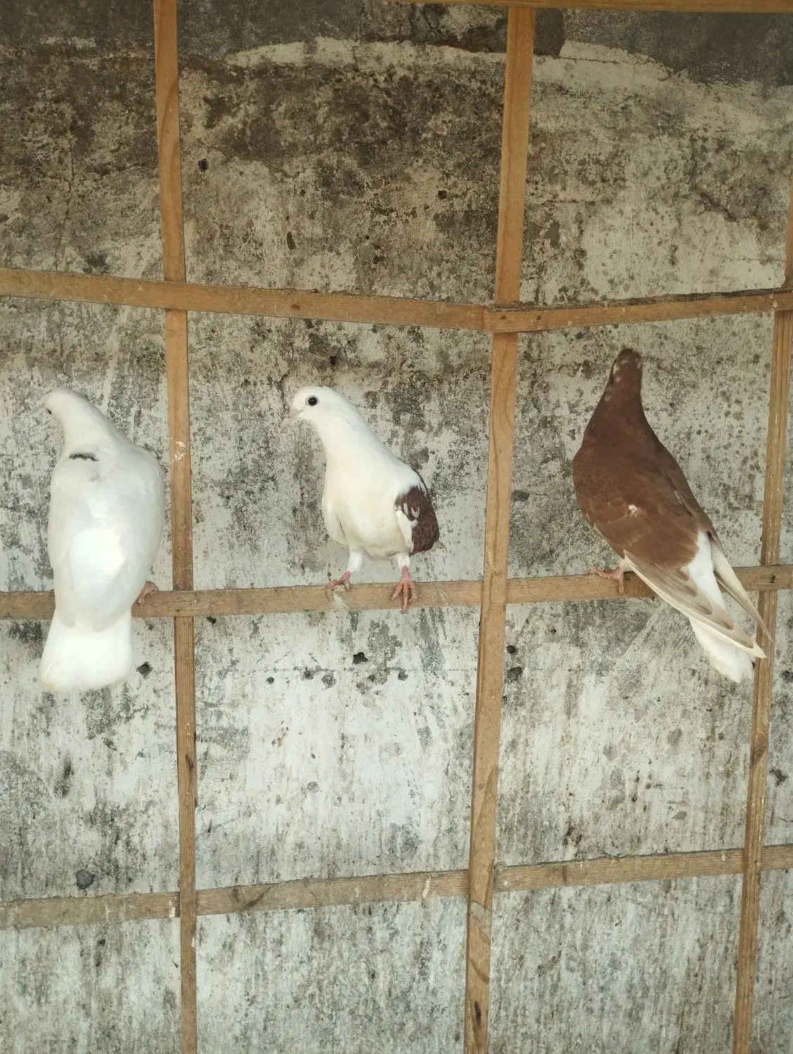 کبوتر|پرنده|بندر انزلی, میان پشته|دیوار