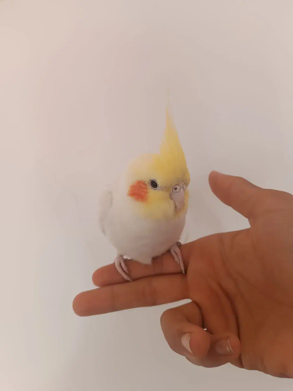 عروس هلندی|پرنده|مرودشت, فاز دوم شهرک فرهنگیان|دیوار