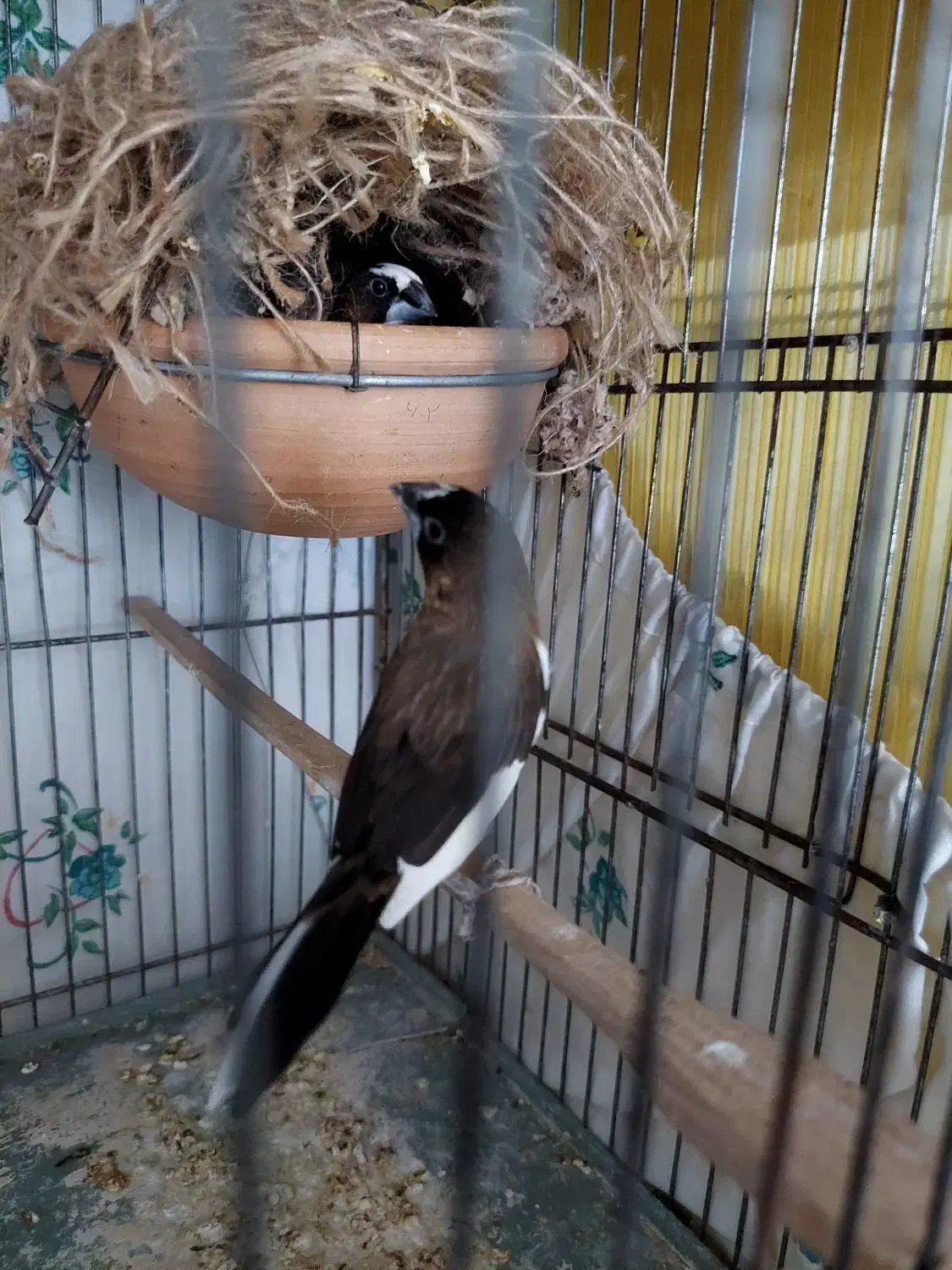 فنچ بنگالی|پرنده|کرج, کمال‌شهر|دیوار