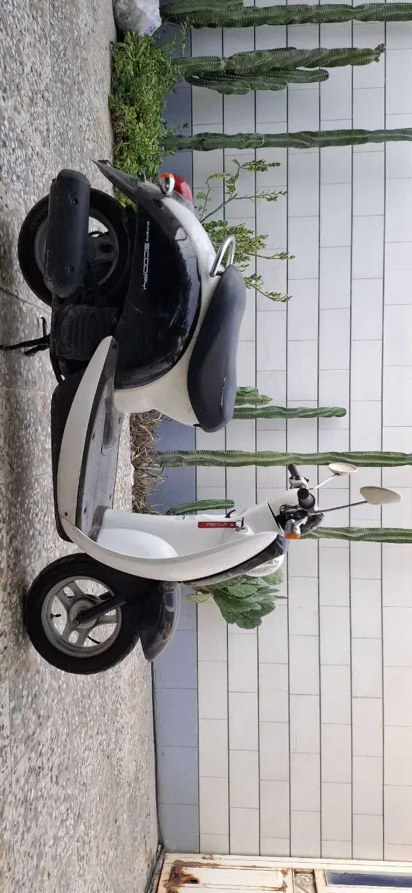 هوندا پاکشتی اسکوپی|موتورسیکلت|برازجان, |دیوار