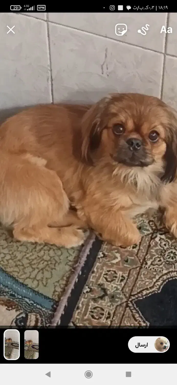 سگم انجرک بافت گم شده|سگ|بافت, |دیوار