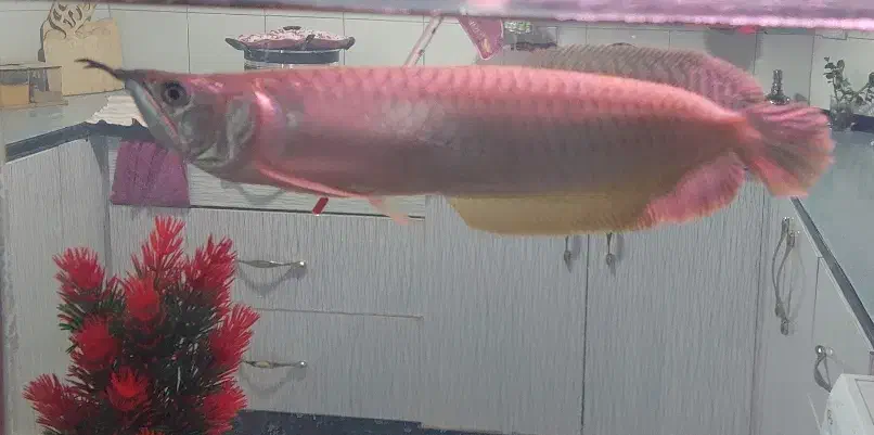 ماهی آروانا|ماهی|فولادشهر, مسکن مهر فولادشهر|دیوار